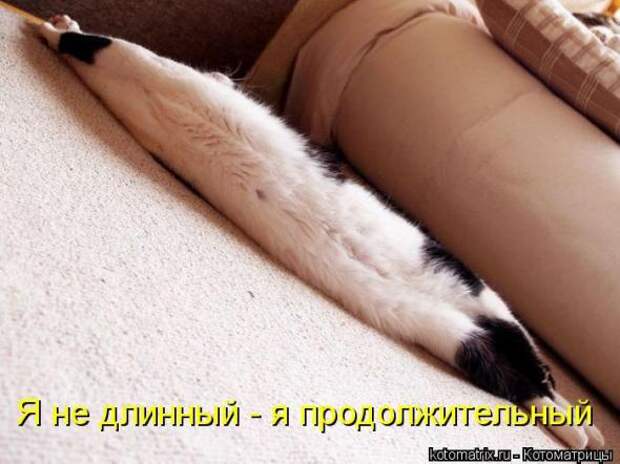 Котоматрицы(картинки с надписями)