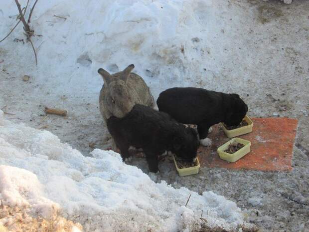 В Омской области кролик спас щенков и заменил им убитую собаку омск, щенки, кролик, Лига Добра, длиннопост, позитив