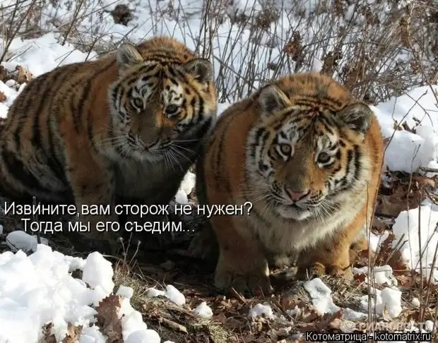 Лучшие котоматрицы