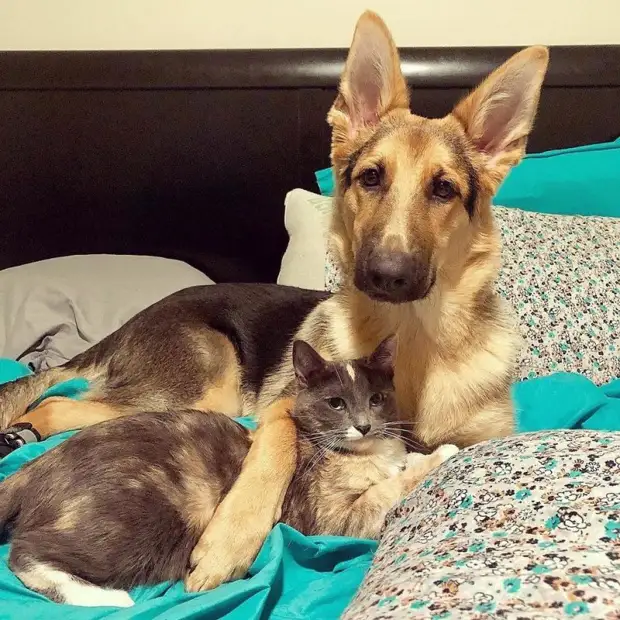 Щенок отказывался отпускать котенка, которого спасли хозяева дружба животных, истории спасения, история спасения, кошки, собаки, спасение животных