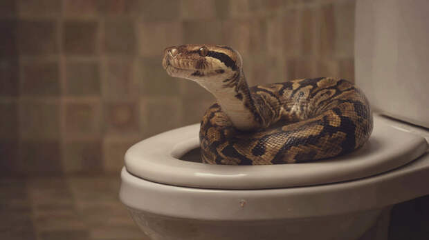 Кошмар в уборной: в школьном туалете гигантский питон вылез из унитаза