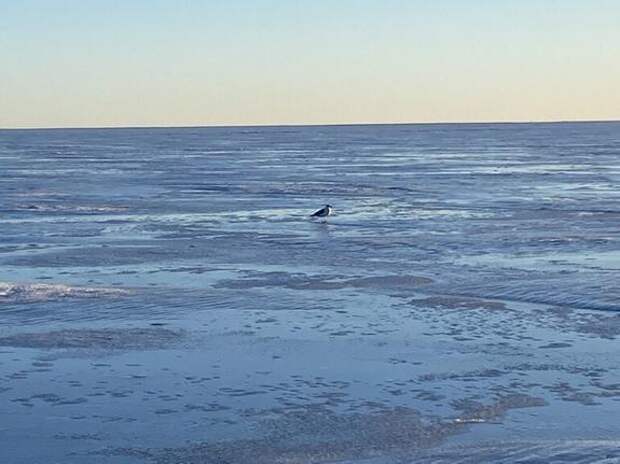 Колесов сообщил об уменьшении ледового покрытия Финского залива до 70 процентов