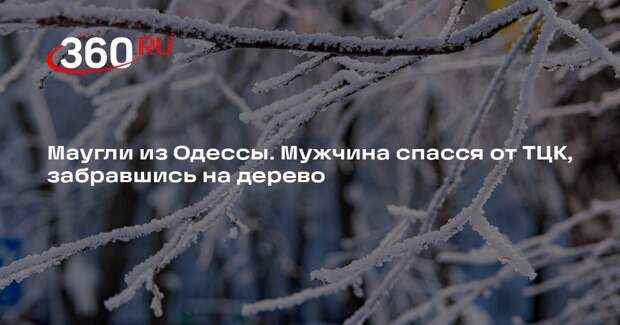 В Одессе мужчина забрался на дерево от военкомов, а потом сбежал через забор
