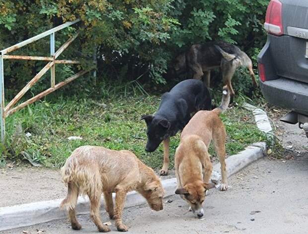 Бездомные собаки в Челябинске