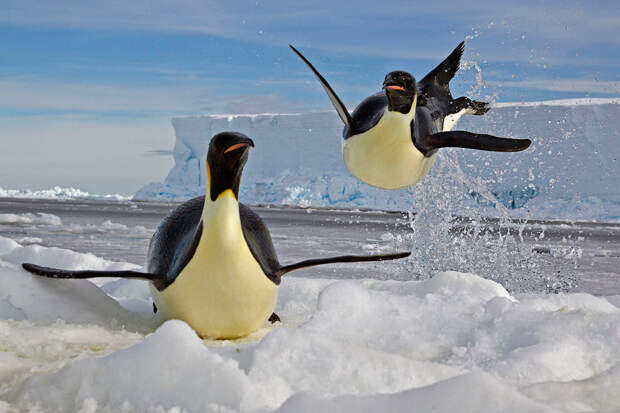 Пингвин выпрыгивает из воды на льдину