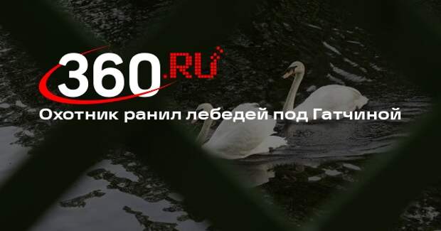 Источник 360.ru: петербуржец ранил лебедей-шипунов, приняв их за гусей