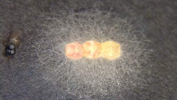 Грибная защита