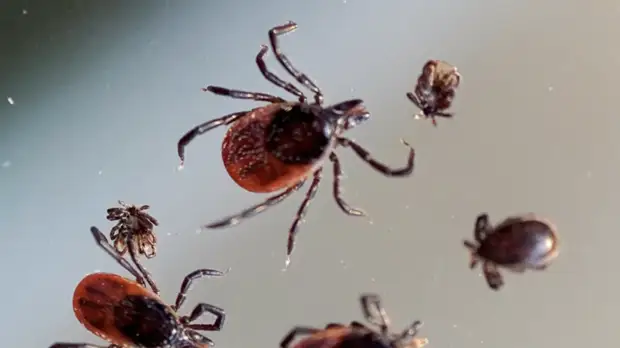 В Татарстане прокомментировали ситуацию с клещами