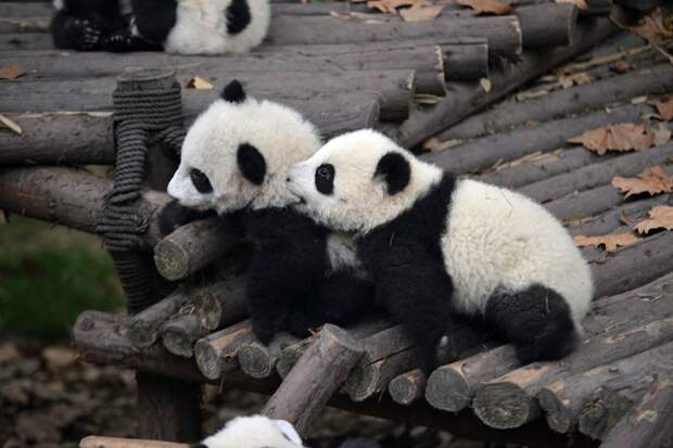Детский сад для маленьких панд в Китае. Фото