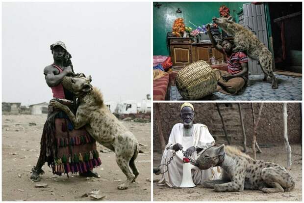 Приручение гиен в Африке африка, гиены, животные, интересное, приручение, факты