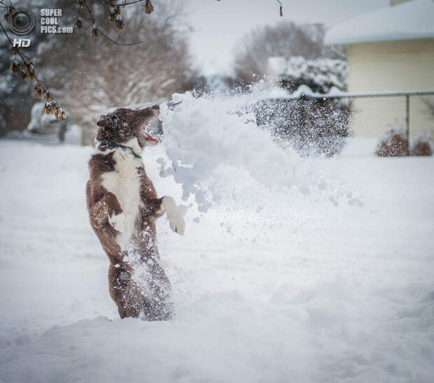 Снег — собачье счастье. (Chris Willis)