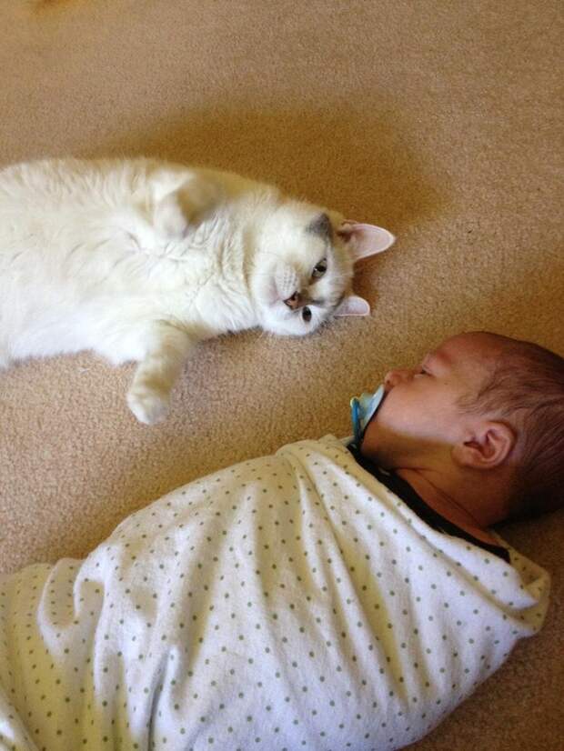 кошки делают мир лучше