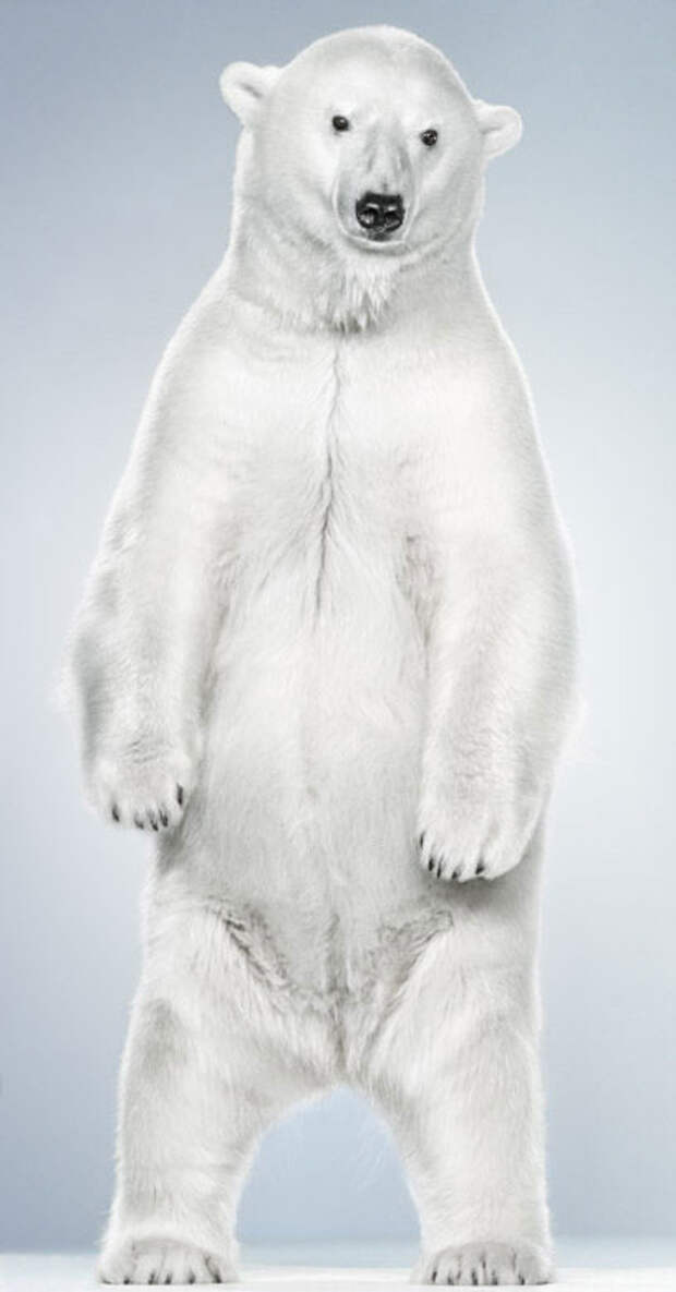 Ми-ми-мишки