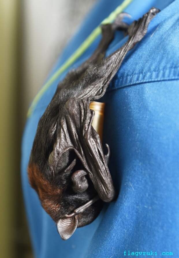 Осиротелый крылан теперь обитает в ветеринарной клинике «Ark Animal Hospital» в Дарвине, Австралия. На фото: летучая мышь висит на рубашке ветеринарного врача.