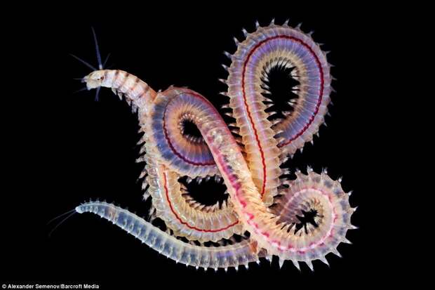 A marine worm: Mr Semenov has been documenting the little-known species found deep in our oceans since 2008