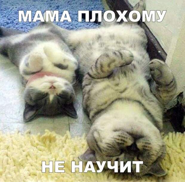 Уморительные картинки и остроты на все случаи жизни Уморительные картинки и остроты на все случаи жизни