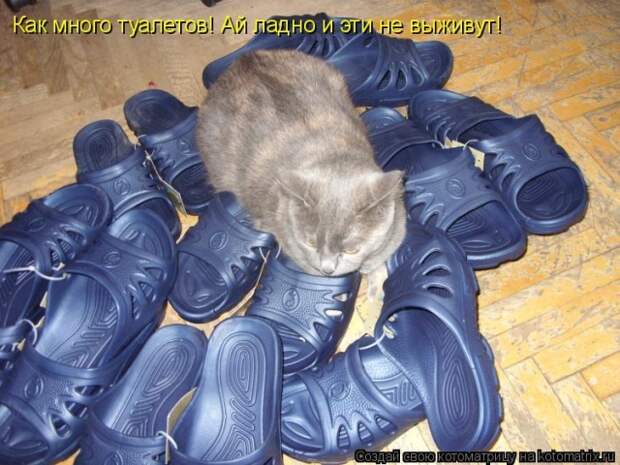Лучшие котоматрицы недели (50 фото)