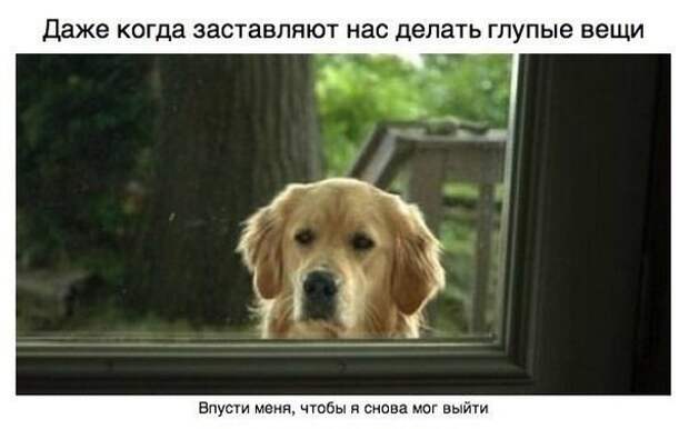 За что мы любим собак друг, собака