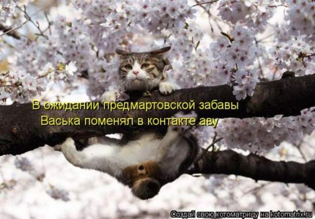 Смешная котоматрица