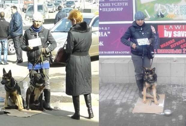 В Москве животным запретят попрошайничать ynews, животные, запрет, москва, новости, попрошайки