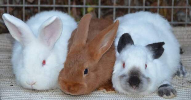Породы кроликов - самые лучшие виды для домашнего выращивания