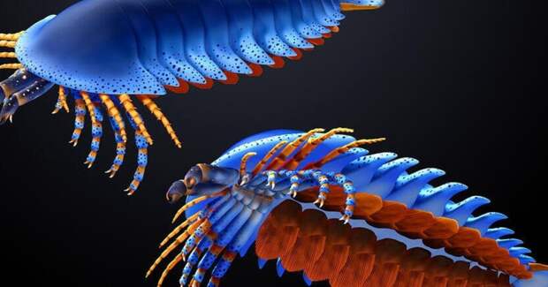 В Юте найден древнейший обладатель хелицер — новый вид Megachelicerax cousteaui