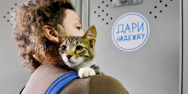 Депутат МГД Козлов: Власти Москвы уделяют особое внимание проблемам бездомных животных
