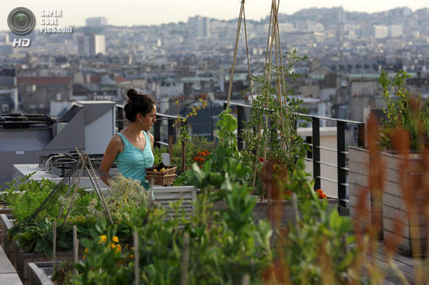 Франция. Париж. 23 июля. Студентка-биотехнолог Сибилла выращивает овощи на крыше здания в центре города. (REUTERS/Philippe Wojazer)