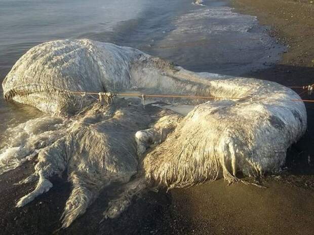На филиппинский пляж океан выбросил загадочное волосатое существо в мире, люди, море, океан, пляж, существо, факты