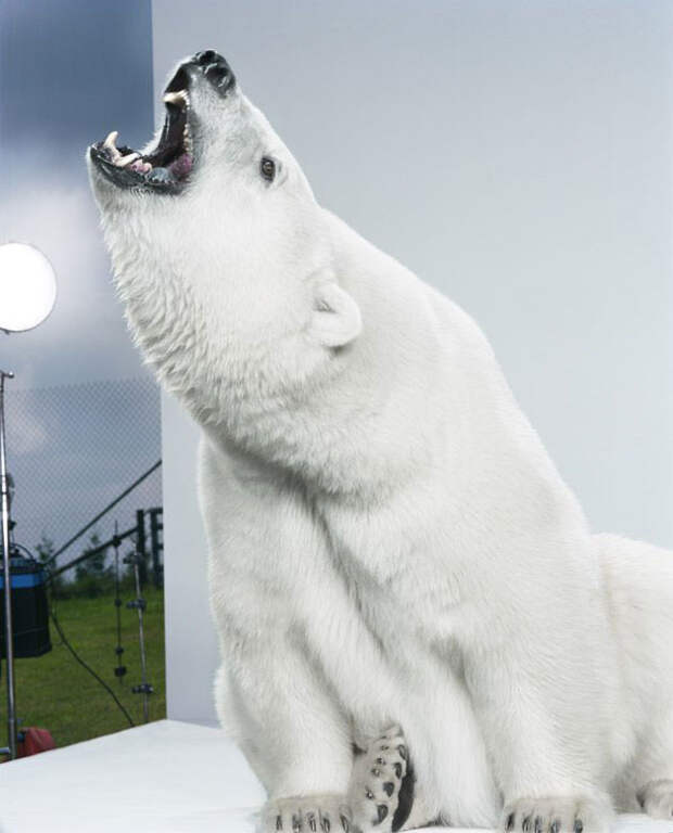 Ми-ми-мишки