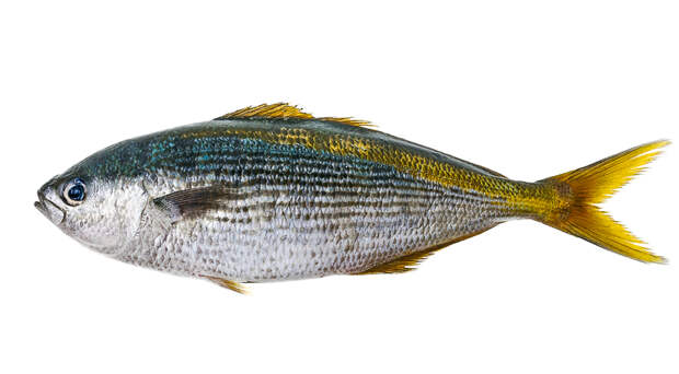 Масляная рыба - описание продукта на Gastronom.ru