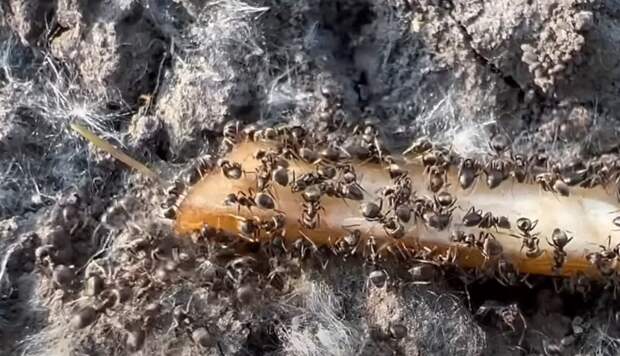 Секретное оружие против муравьев: спасение вашего сада за считанные секунды
