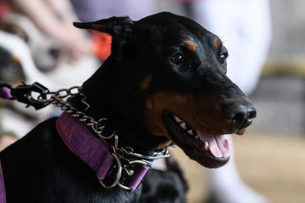 На Кубани доберман за голову укусил четырёхлетнюю девочку. Что сделали с хозяйкой?