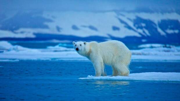 Ученые: Белые медведи на Чукотке стали упитаннее и спокойнее
