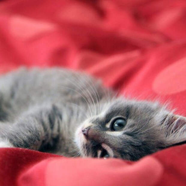 как сделать кота счастливым