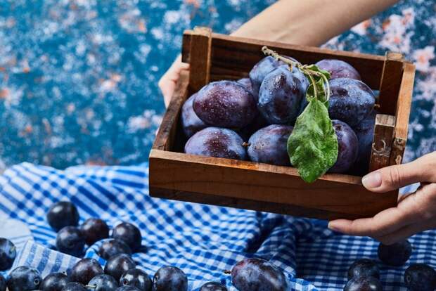 Эта слива не боится морозов и выдает до 150 кг урожая: агроном раскрыла удачный сладкий сорт