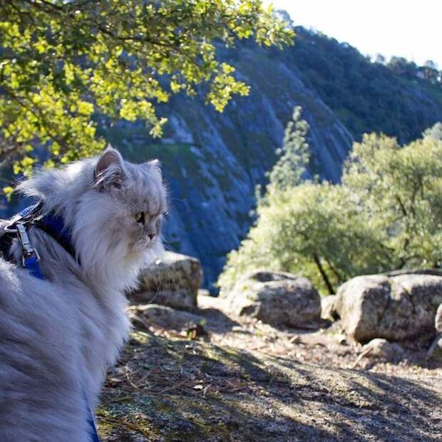 Гэндальф кот, кот-путешественник 