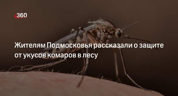 Жителям Подмосковья рассказали о защите от укусов комаров в лесу
