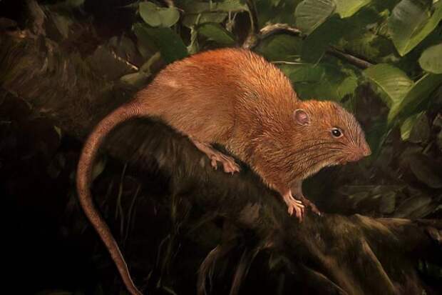 На Соломоновых островах ученые обнаружили ранее неуловимых крупных древесных крыс