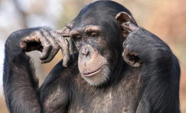 В Швейцарии у шимпанзе скоро могут появиться человеческие права ynews, голосование, права, референдум, швейцария, шимпанзе