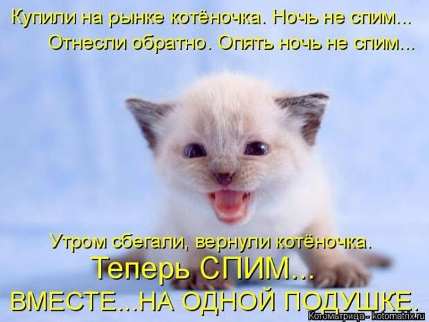 Лучшие котоматрицы недели