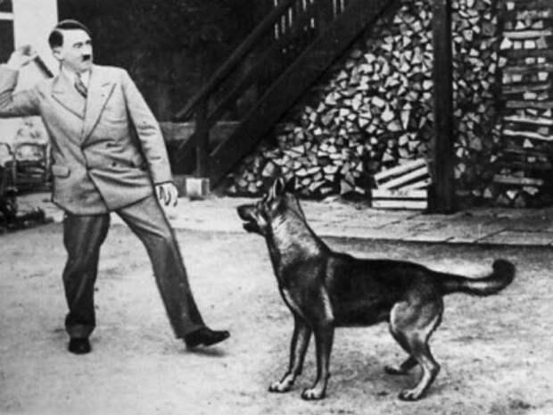 Как нацисты учили собак говорить, читать и писать
