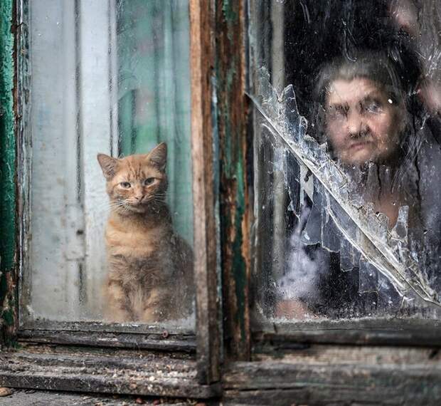 40 картинок из жизни, поясняющих, за что мы так любим котов
