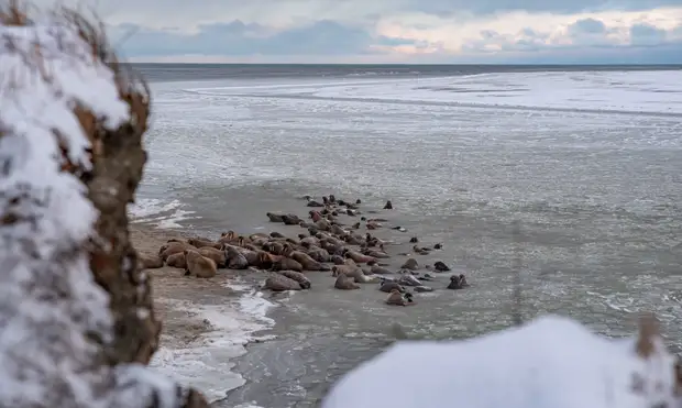 На Ямале завершился первый этап программы изучения уникального лежбища моржей