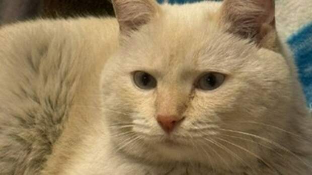 Пострадавший кот/ Фото: Barnaul 22