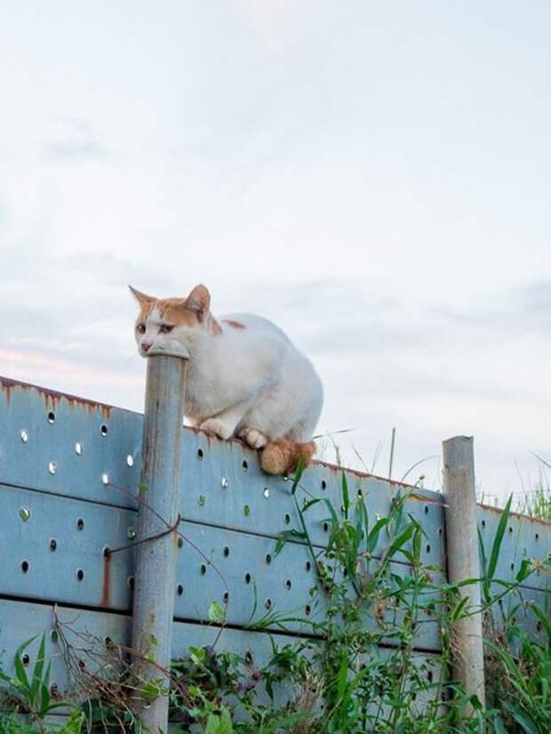 Удивительные фотоиллюзии