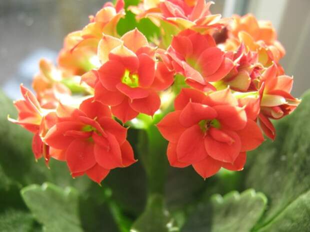 Каланхоэ Блоссфельда (Kalanchoe blossfeldiana)