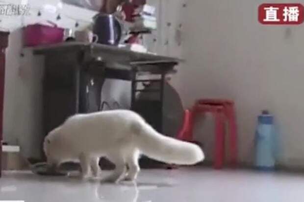 dog-thats-a-fox-2