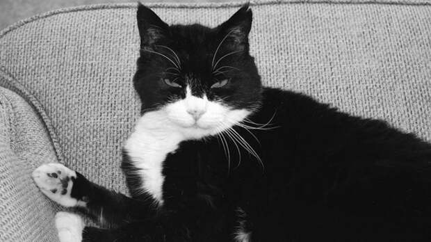 Умер бывший главный мышелов МИД Великобритании кот Палмерстон