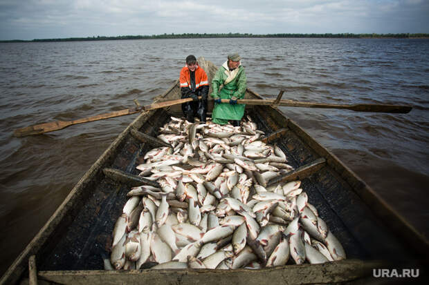 Как миллиарды рублей с российской рыбы оседают за границей